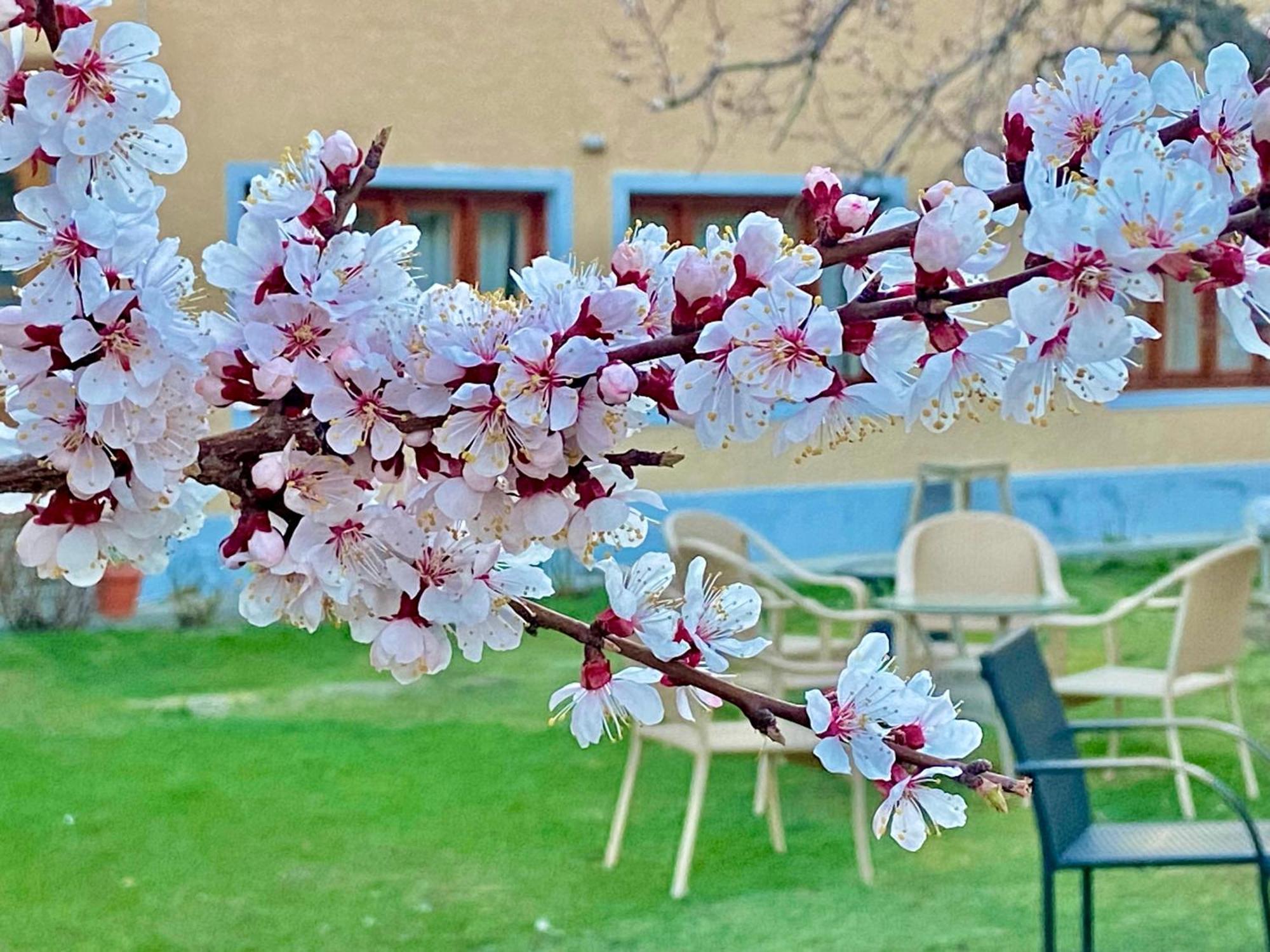 Hotel Palam Hills Leh Eksteriør bilde